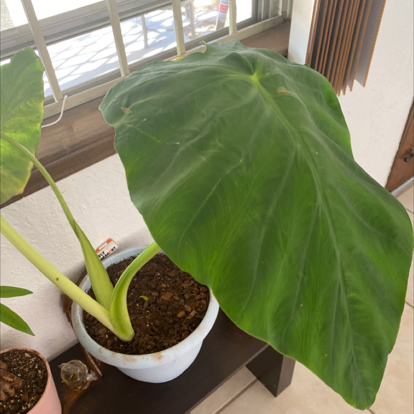 Jewel Alocasia plant with large green leaves in a pot, soil visible.