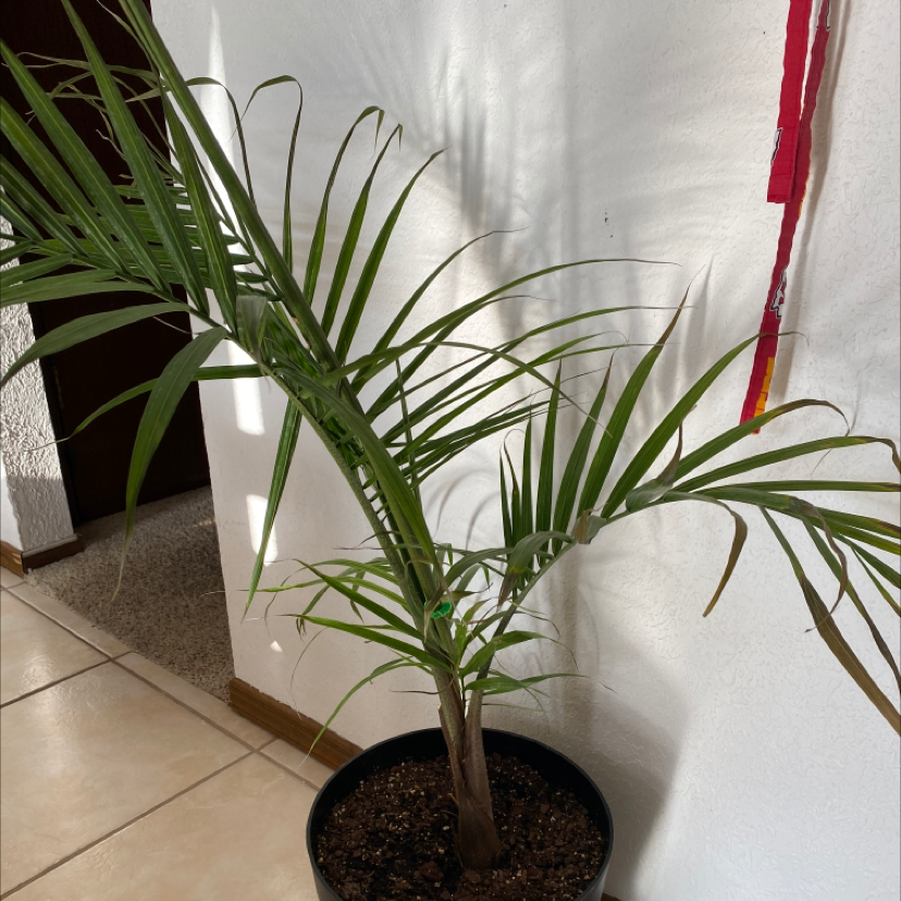 Healthy Kentia Palm in white ceramic pot, with long dark green fronds and visible soil, well-framed against tiled floor and red curtain.