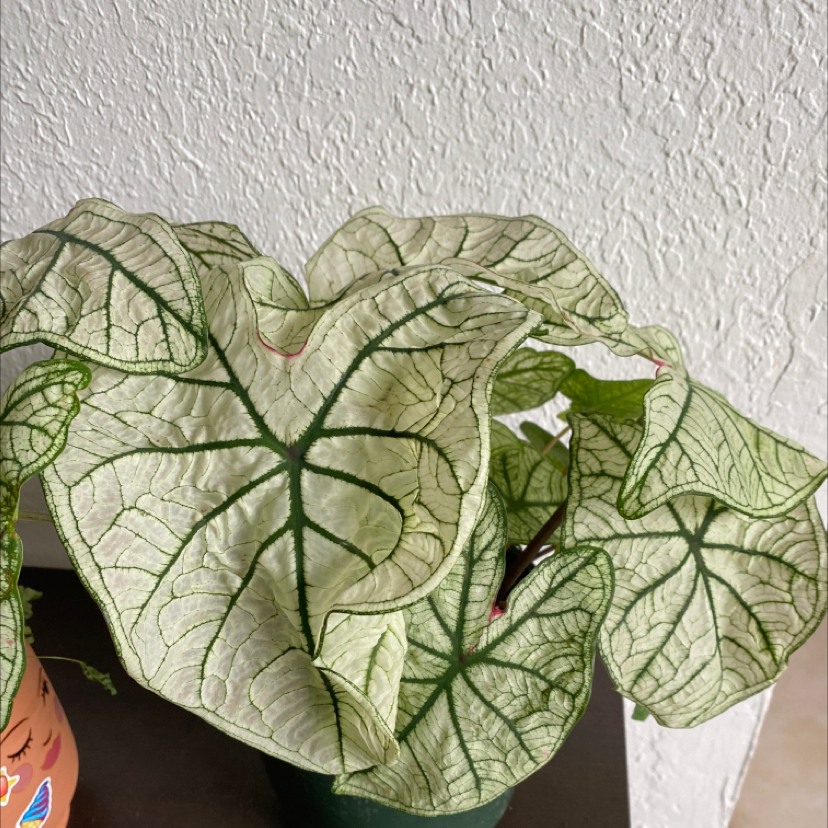 Healthy Caladium 'Heart of Jesus' plant with large heart-shaped leaves featuring white veins and green margins in a white pot.