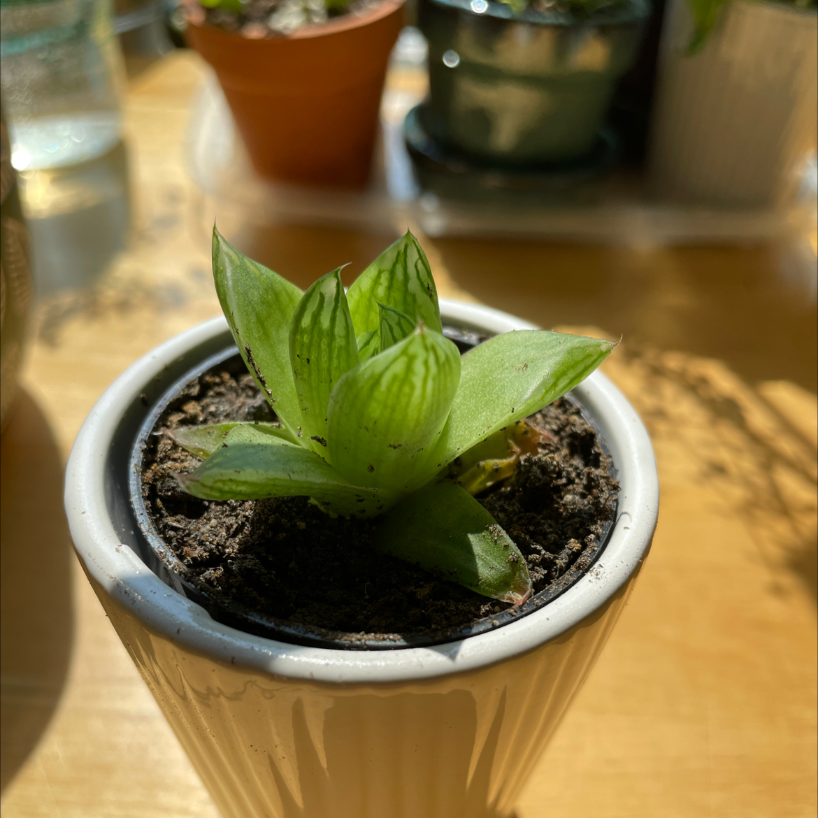 Cathedral Window Haworthia in a white pot with healthy green leaves.