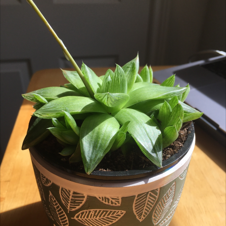 Healthy Cathedral Window Haworthia in a decorative pot with visible soil.