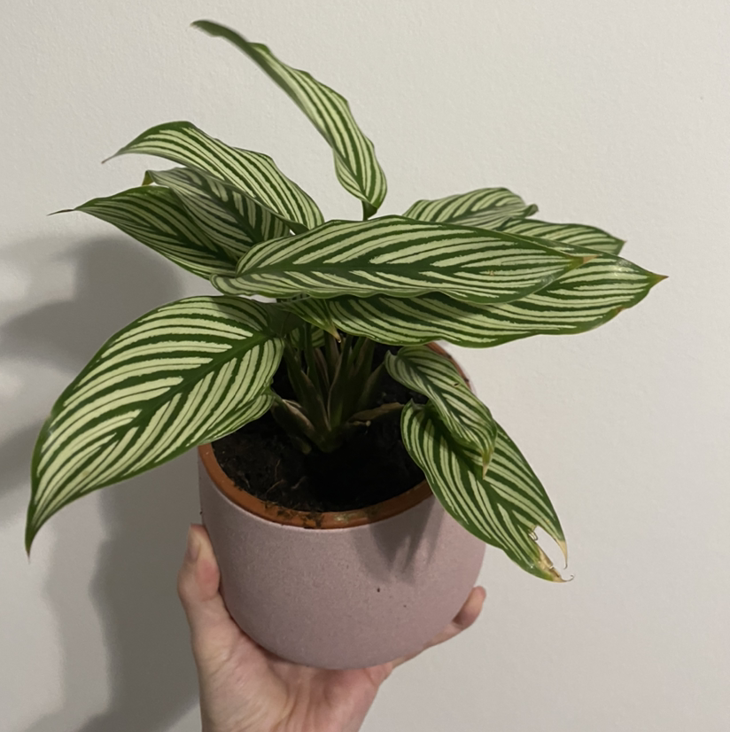 Calathea Vittata plant in a pink pot with vibrant green and white striped leaves, slight browning on one leaf tip.