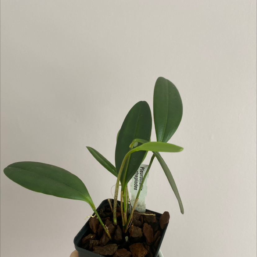 Photo of the plant species Pleurothallis restrepioides by Emily named Lebron on Greg, the plant care app