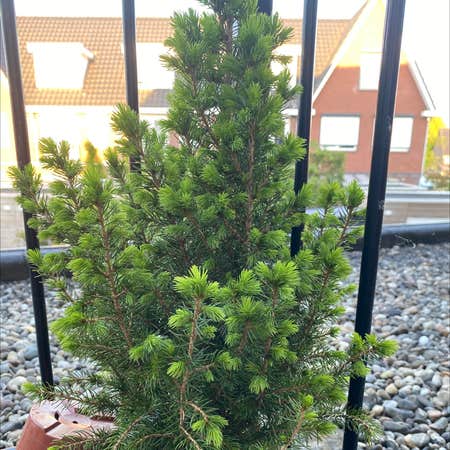 Photo of the plant species Picea glauca by @Jente.wm named Cherry de kerstboom on Greg, the plant care app