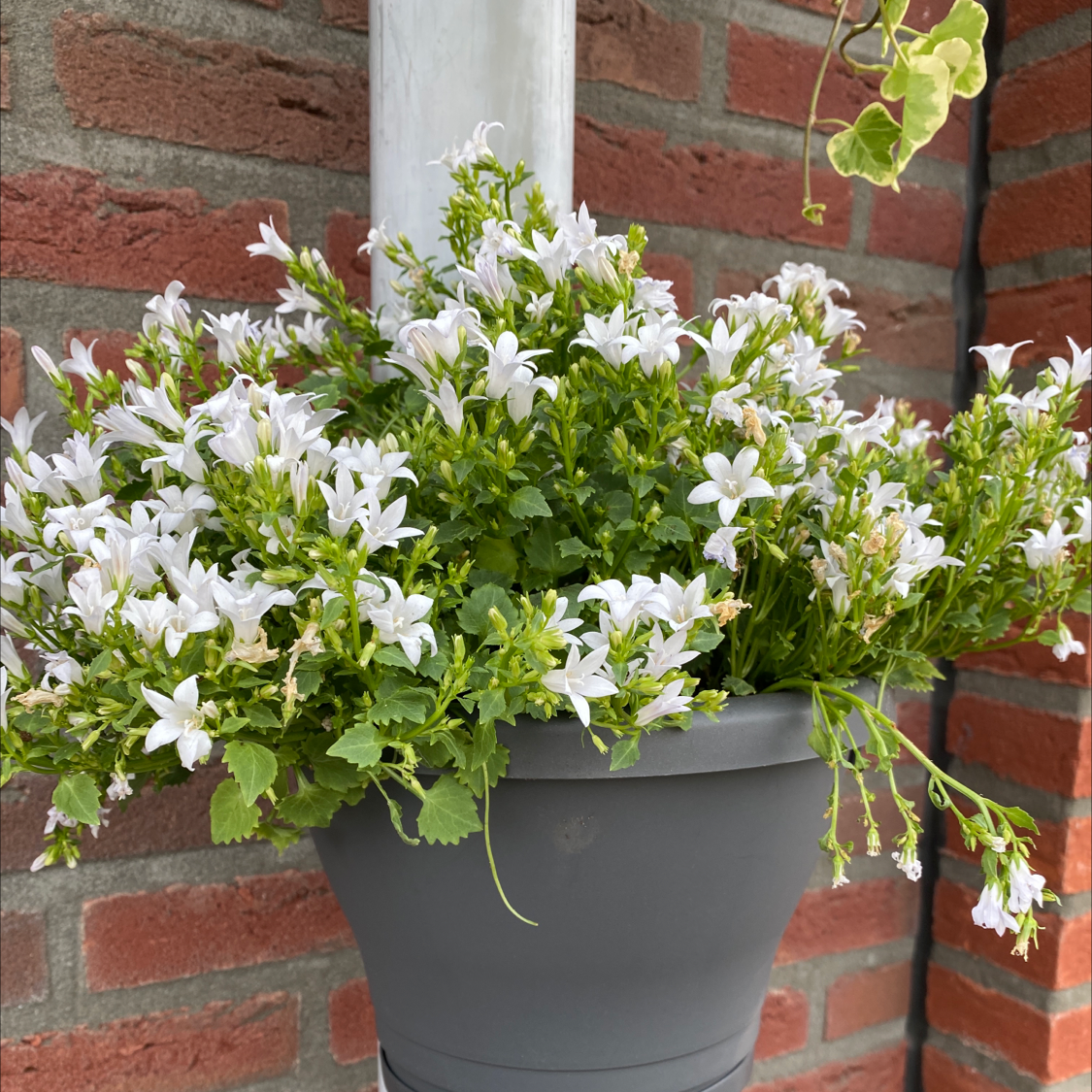 Peach-Leaf Bellflower in a pot with numerous white flowers in bloom.