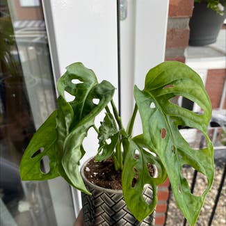 Window Leaf plant in Barneveld, Gelderland