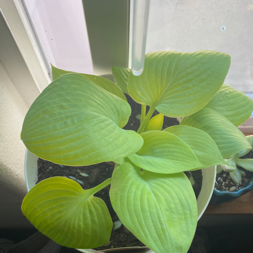 Healthy Siebold's Plantain Lily with vibrant green leaves in a pot by a window.
