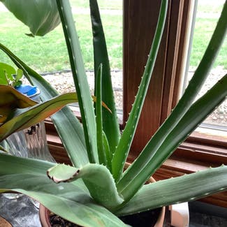 Aloe vera plant in Brandon, South Dakota