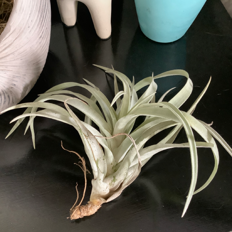 Photo of the plant species Tillandsia riohondoensis by @Sabeem named Your plant on Greg, the plant care app