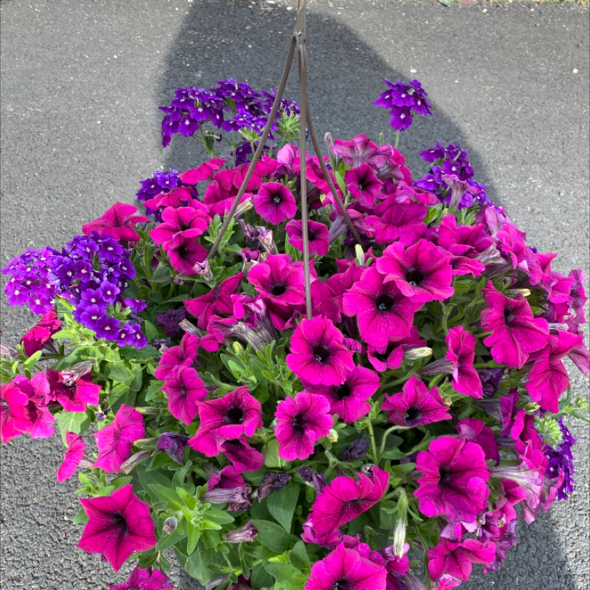 Hanging basket of Million Bells with bright pink and purple flowers.