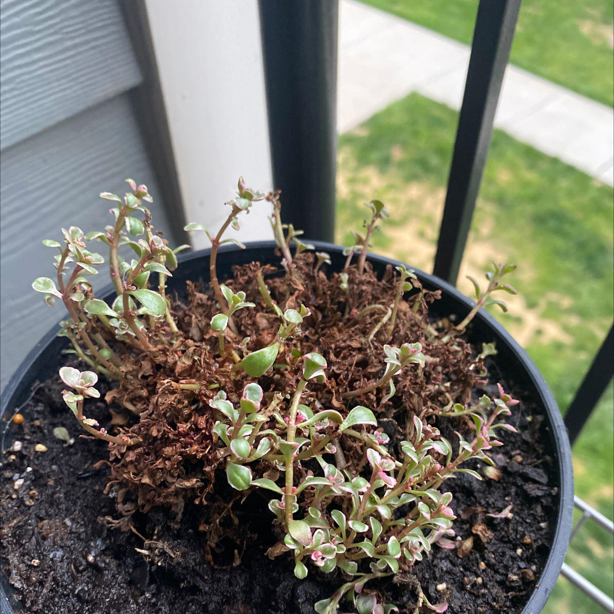 Potted Two-Row Stonecrop with some browning and drying leaves, indicating potential health issues.