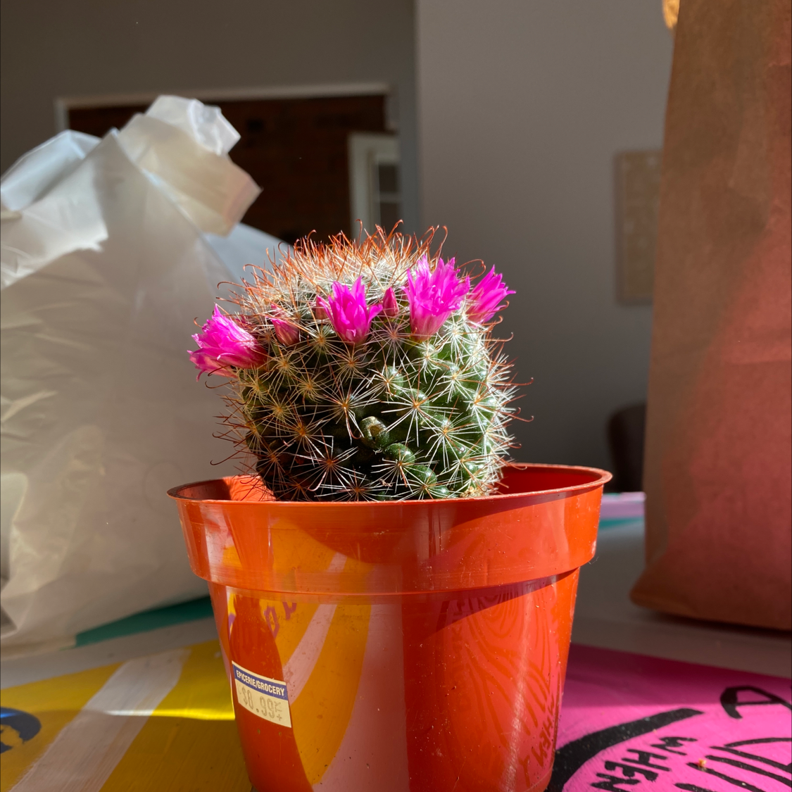 Arizona Rainbow Cactus in a red pot with pink flowers, well-framed and in focus.