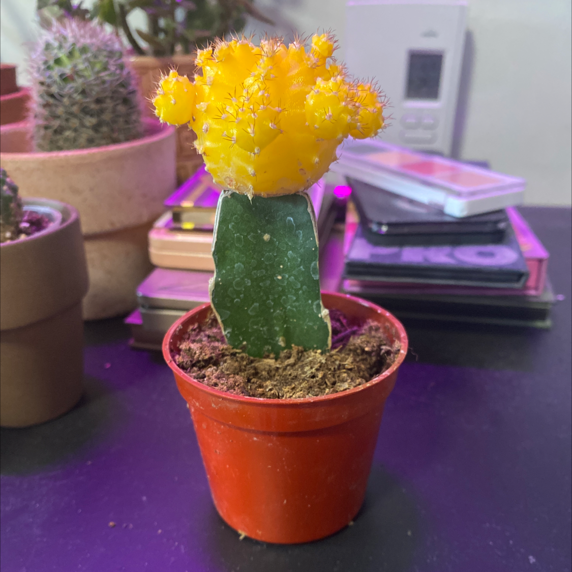 Moon Cactus (Gymnocalycium mihanovichii) in a red pot with visible soil, healthy and vibrant.