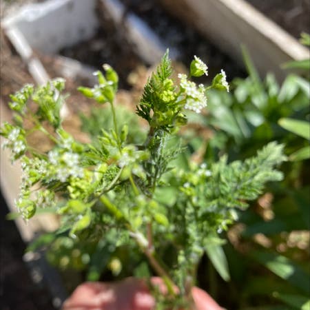 Photo of the plant species Burr Chervil by Niaomi named Your plant on Greg, the plant care app