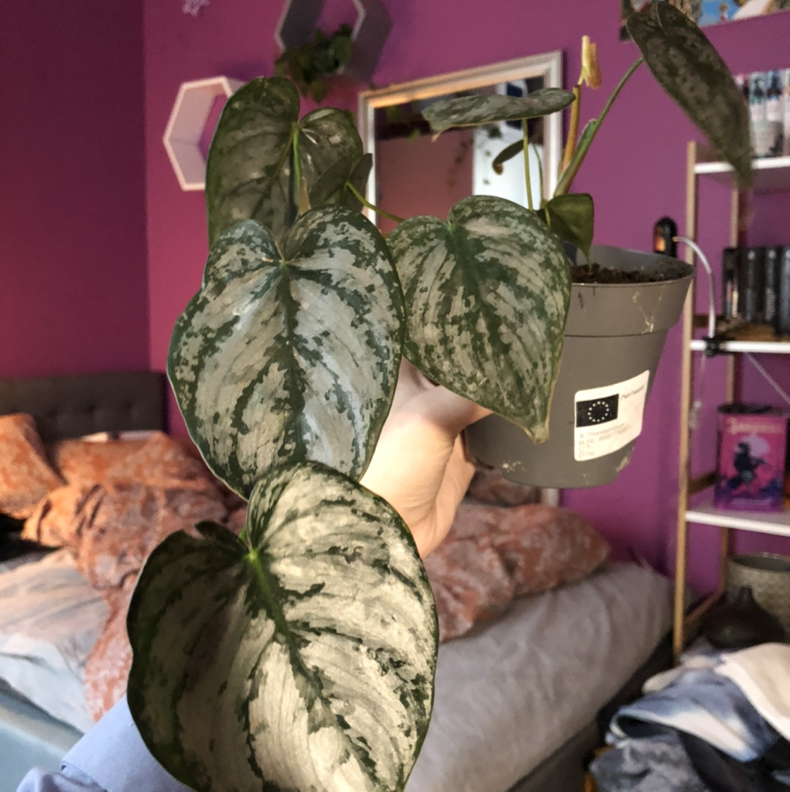 Photo of the plant species Silver Leaf Philodendron by @6regina6 named Your plant on Greg, the plant care app