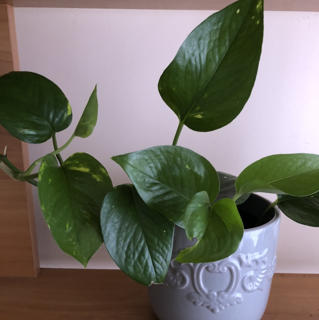 Taro Vine plant photo by @6regina6 named Phil on Greg, the plant care app.