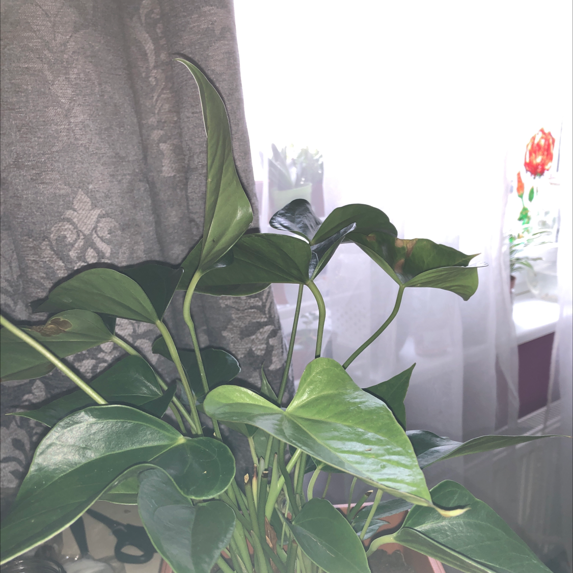 Painter's Palette plant photo by @6regina6 named Gosha on Greg, the plant care app.