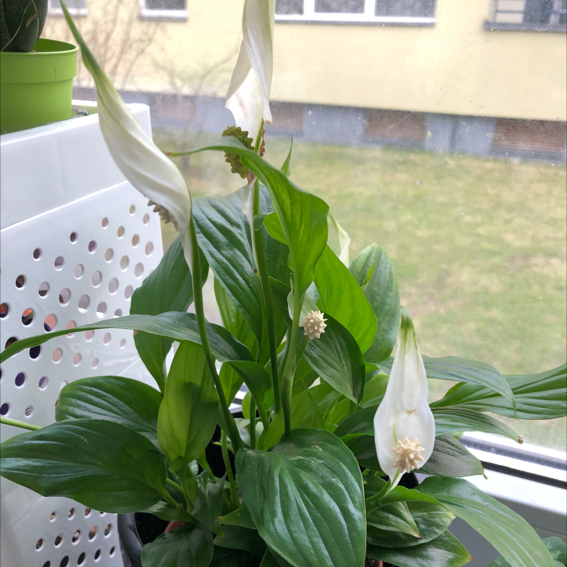 Peace Lily plant photo by @6regina6 named Vanda on Greg, the plant care app.
