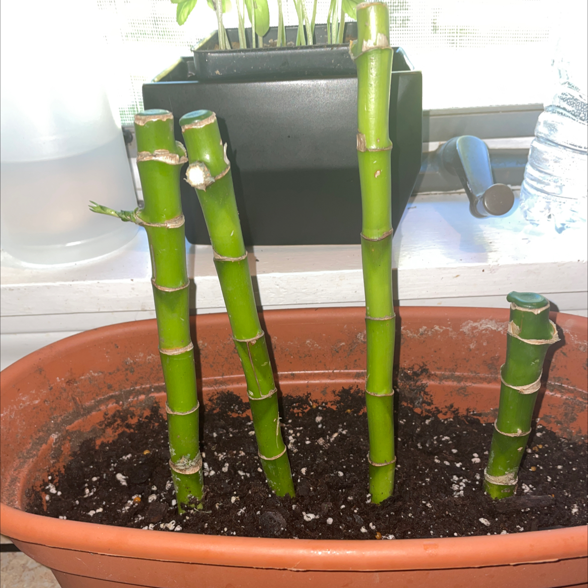 Lucky Bamboo plant photo by @oliviamcosker named Sol on Greg, the plant care app.