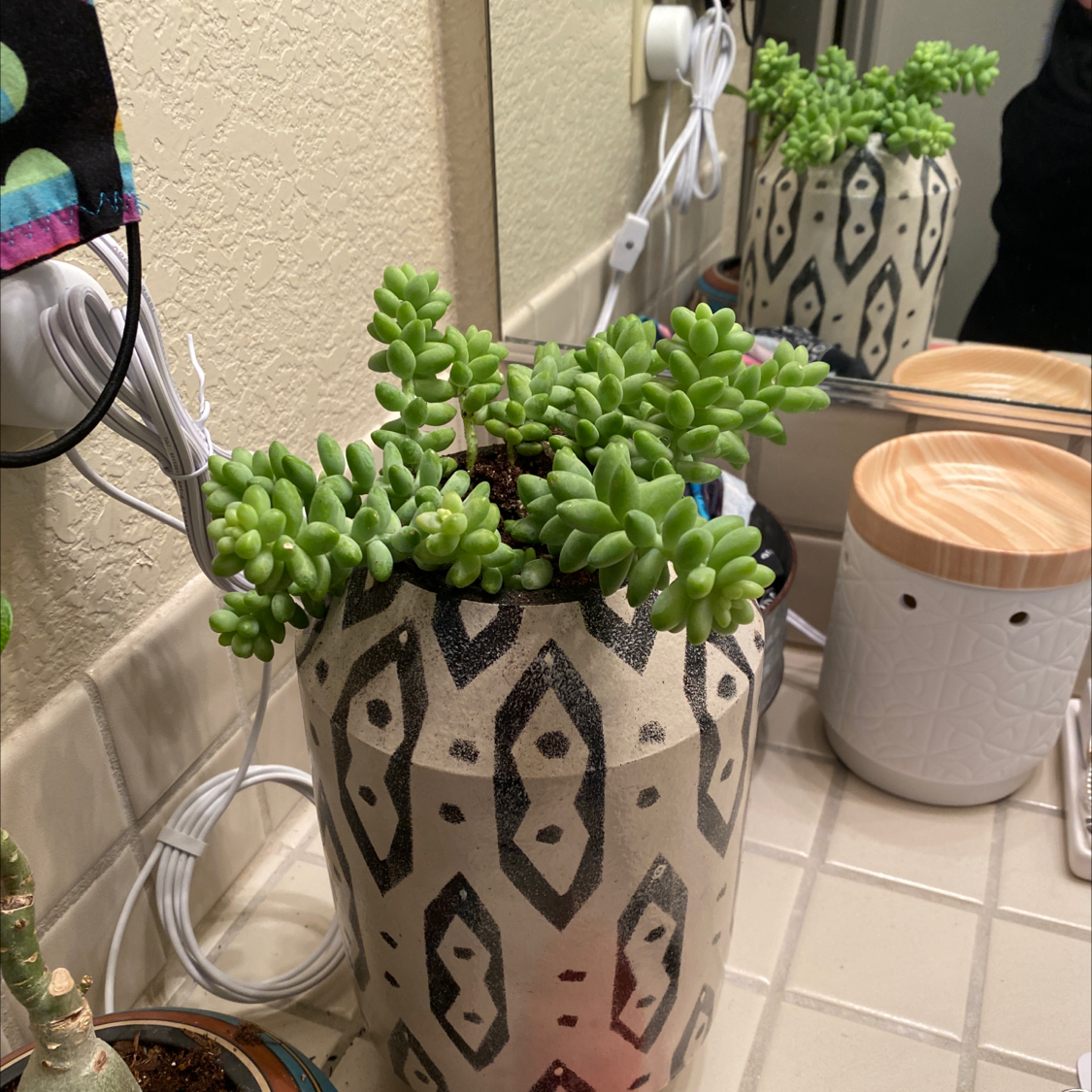 Jelly Bean Plant (Sedum rubrotinctum) in a decorative pot on a bathroom counter.