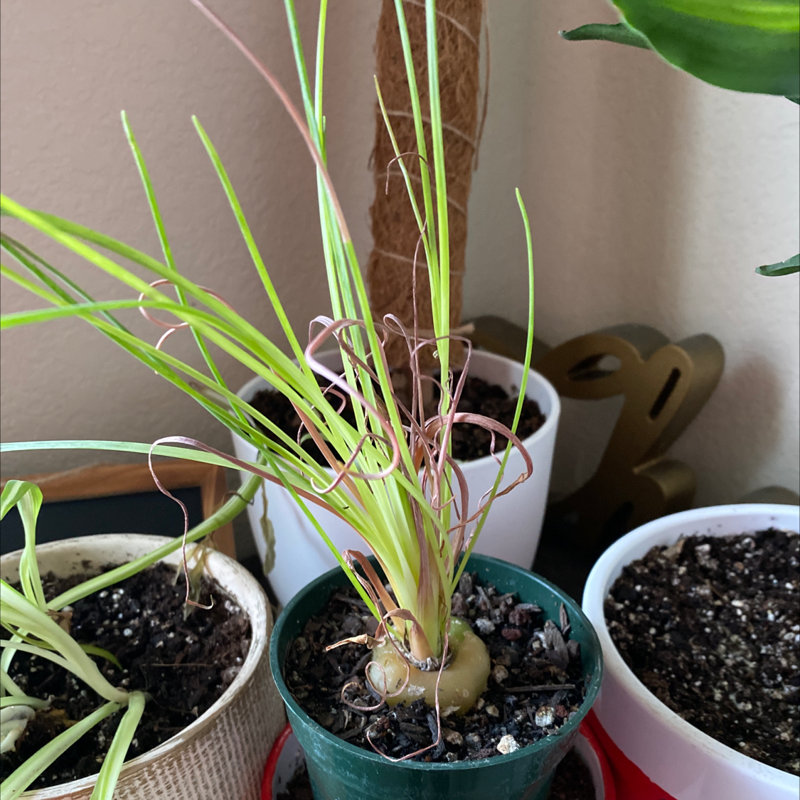 Frizzle Sizzle plant with curly leaves in a pot, showing some yellowing and browning.