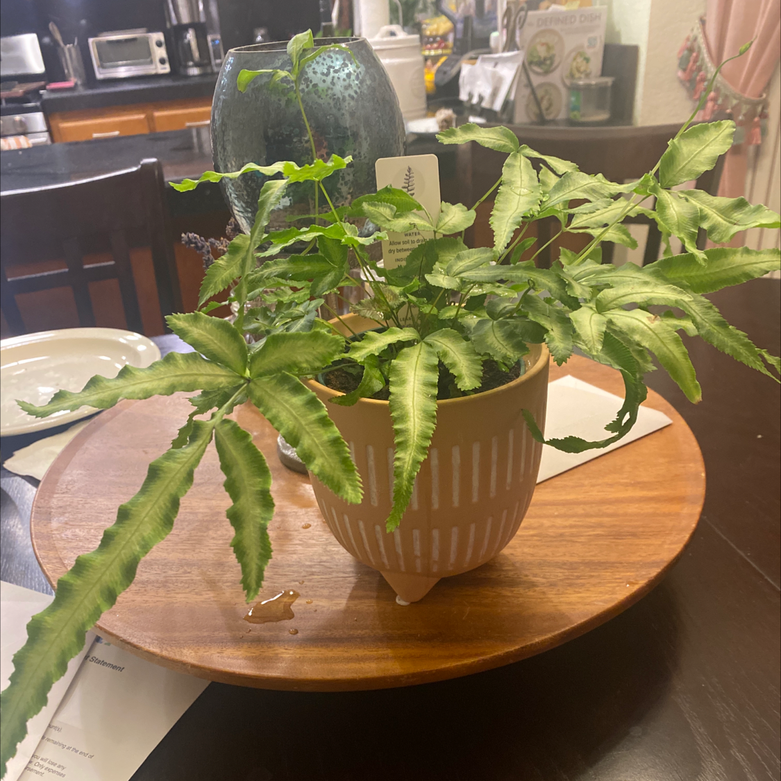 Potted Cretan Brake plant indoors on a wooden surface with slight yellowing and browning on leaves.