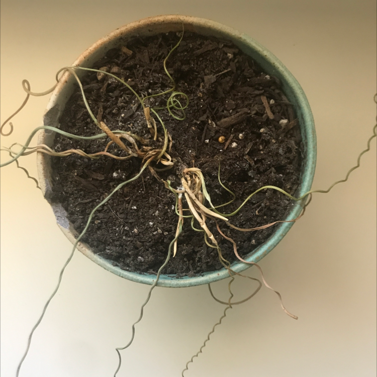 Photo of the plant species Corkscrew rush by @morgangrace named richard on Greg, the plant care app