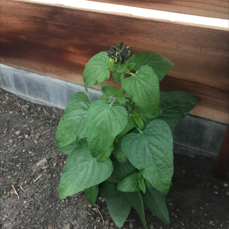 Photo of the plant species Anise-Scented Sage by @morgangrace named Daphne on Greg, the plant care app