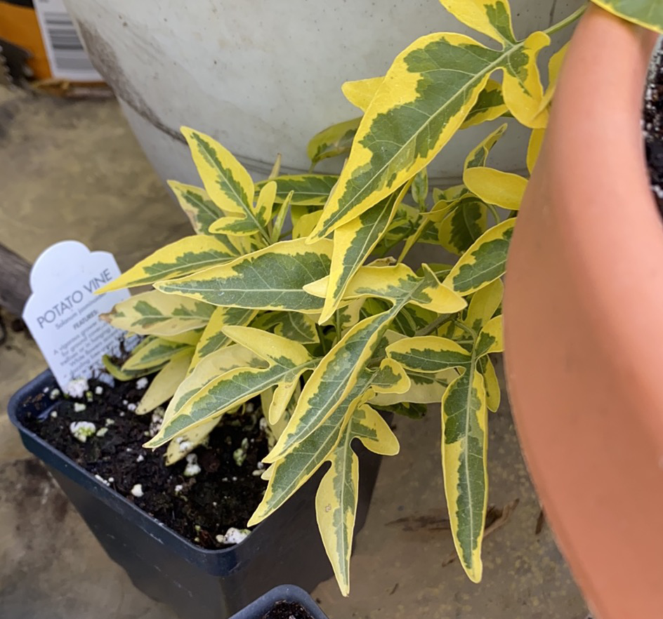 Sweet potato vine plant with variegated leaves showing slight yellowing, in a black plastic pot, with a hand holding a care tag.