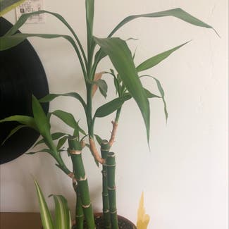 Lucky Bamboo plant in Missoula, Montana