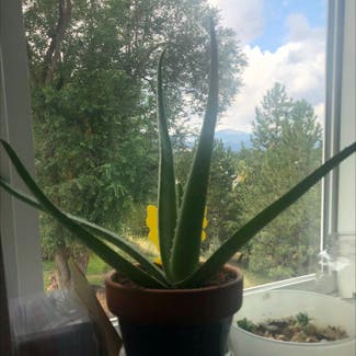 Aloe Vera plant in Missoula, Montana