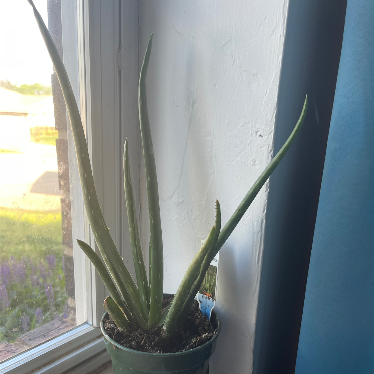 Aloe vera plant photo by Isabella named Boregaurd on Greg, the plant care app.
