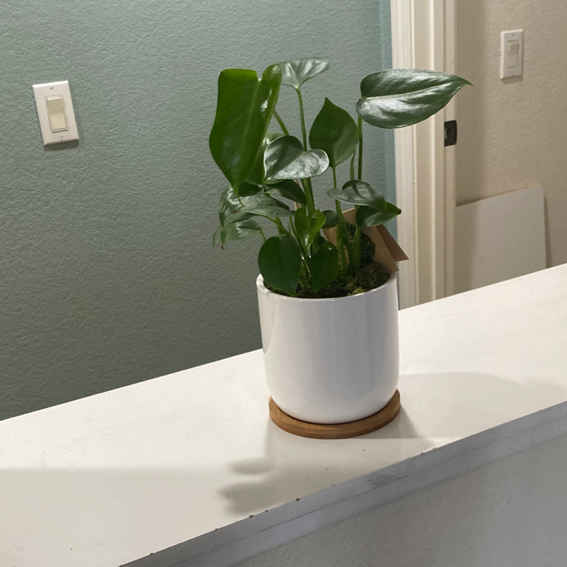 Philodendron Scandens plant photo by Alliah named Bella on Greg, the plant care app.