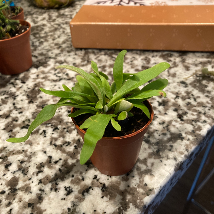 Elkhorn Fern in a small pot on a granite countertop with other plants and a box in the background.