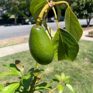 Avocado plant in Fremont, California