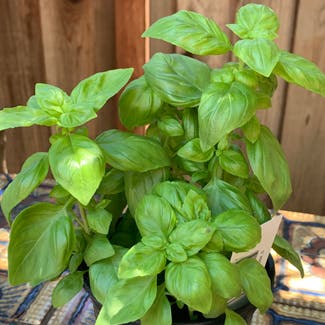 Sweet Basil plant in Fremont, California