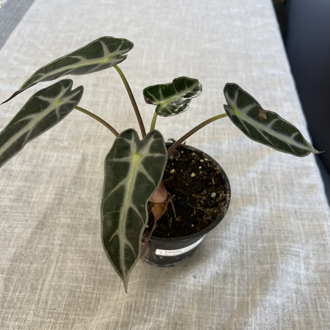 Alocasia 'Bambino' plant in a small pot with dark green leaves and white veins.