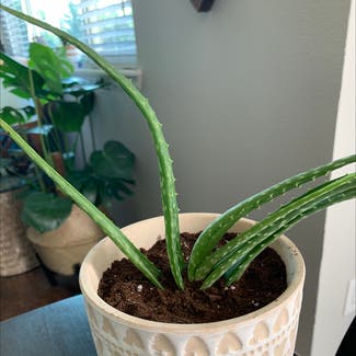 Aloe Vera plant in Superior, Colorado