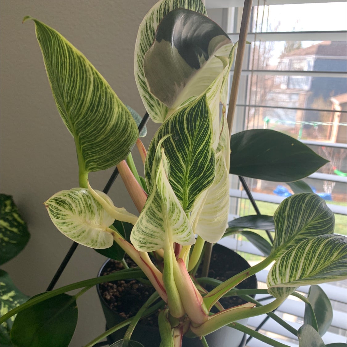 Philodendron Birkin plant with variegated leaves near a window.