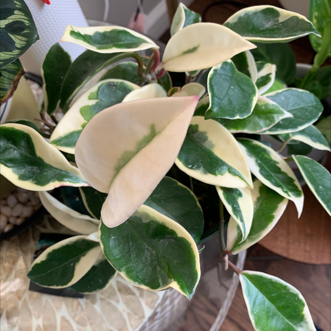 Variegated Hoya carnosa 'Compacta' with green and cream variegated leaves.