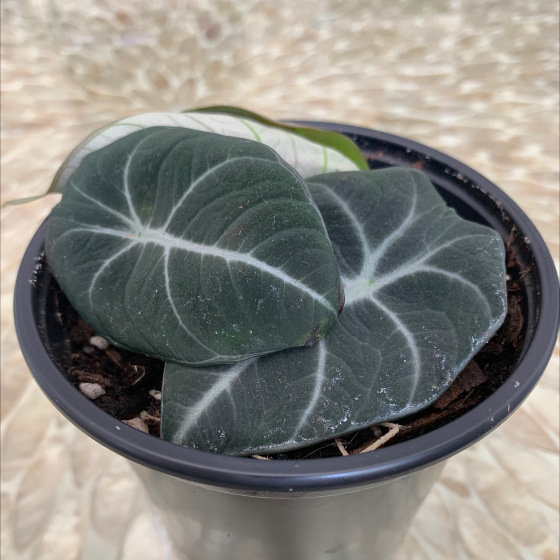 Alocasia Polly Plant in a small pot with dark green leaves and white veins.