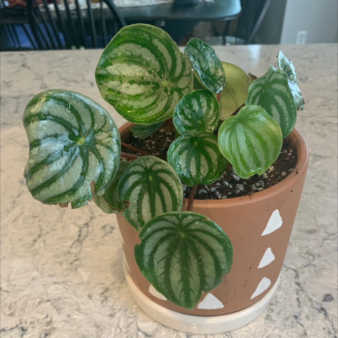 Watermelon Peperomia plant in a terracotta pot with white triangular designs on a marble surface.