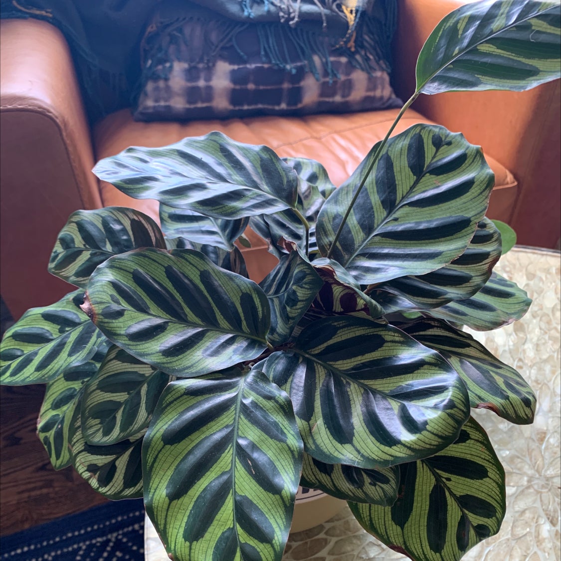 Cathedral Windows plant with vibrant green and dark patterned leaves on a glass table indoors.
