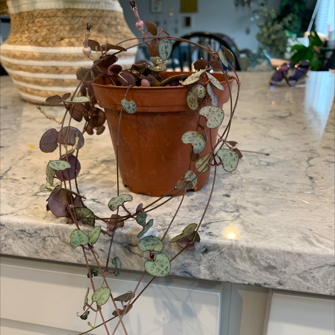 Photo of the plant species Chain of Hearts by @Bethea0211 named Lady on Greg, the plant care app