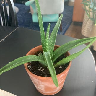 Aloe Vera plant in Superior, Colorado