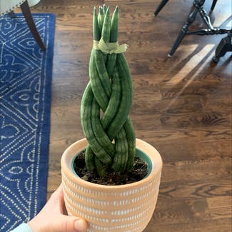 Cylindrical Snake Plant plant in Superior, Colorado