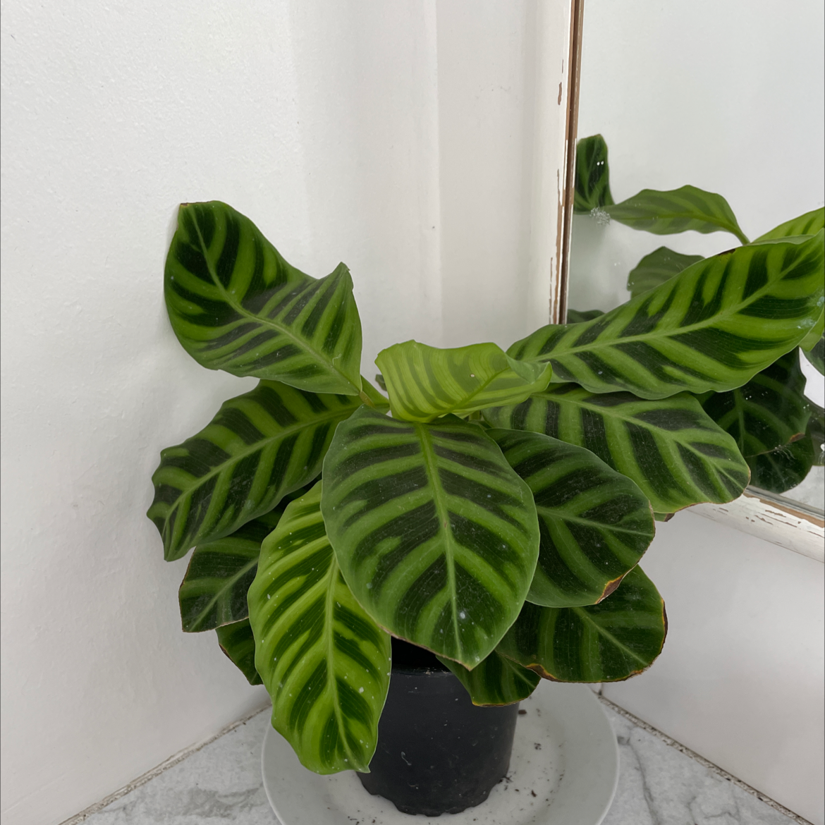 Zebra Calathea plant with vibrant striped leaves in a pot.