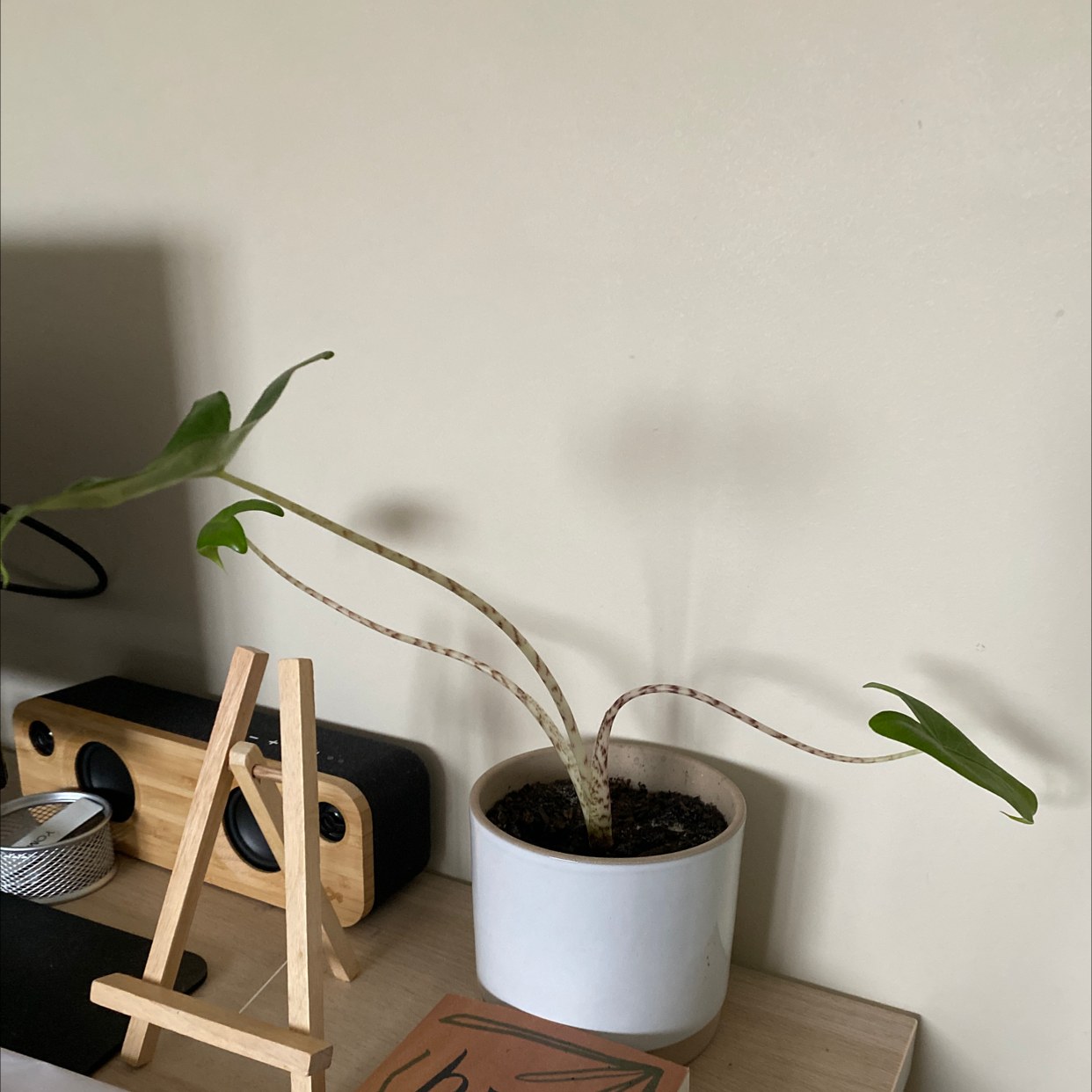 Potted Zebra Elephant Ear plant indoors on a wooden surface.
