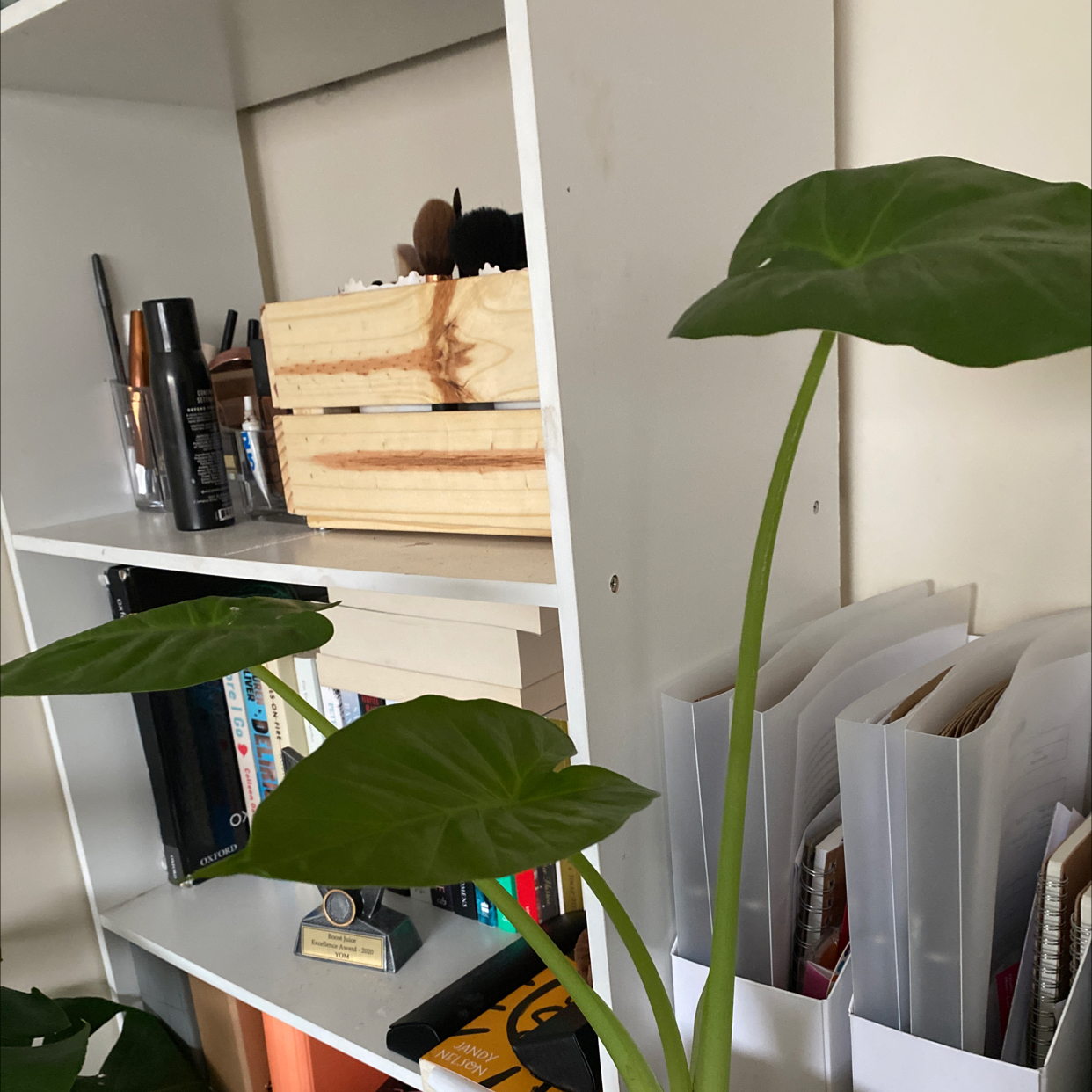 Jewel Alocasia plant with large green leaves in front of a bookshelf.