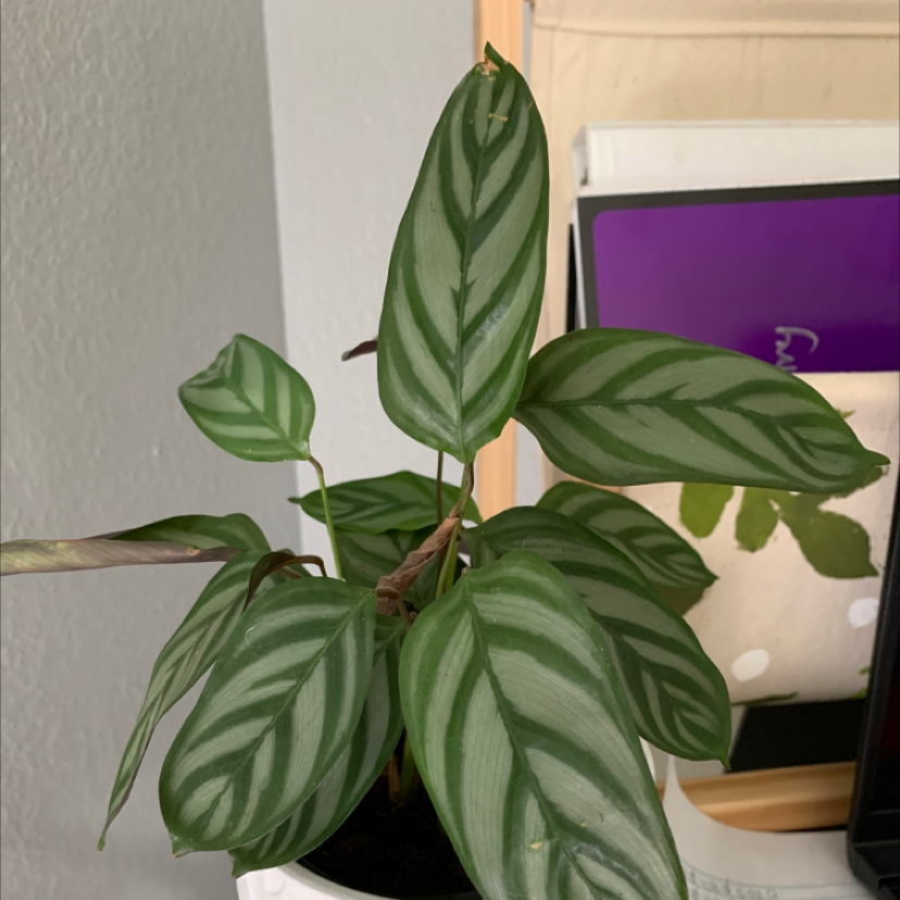 Rose Calathea plant photo by @Crouse.emma named Zion on Greg, the plant care app.